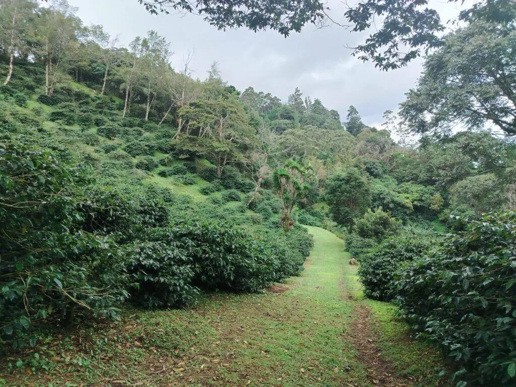 Finca Cafetalera de 40.97 Hectáreas en Venta en Los Naranjos, Boquete, Chiriquí, Panamá | Café Geisha Premiado Mundialmente