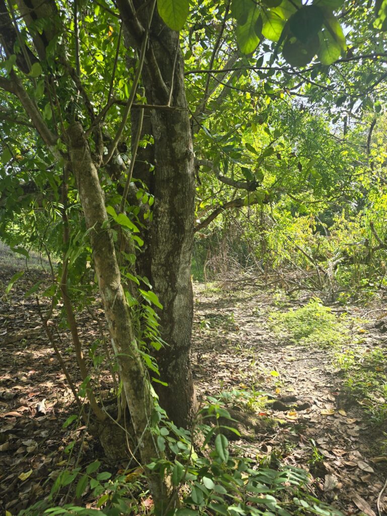 Finca en Venta en San Carlos Panamá Oeste Panamá | $79,900 | MLS# 23644