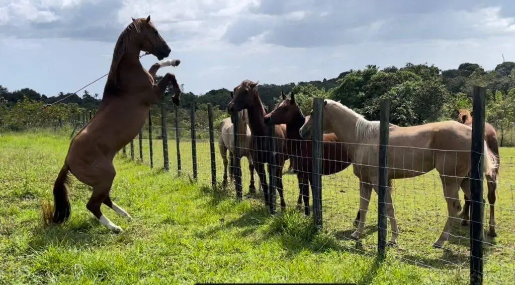 Finca en Venta en El Chiru Coclé Panamá | $675,000 | MLS# 24526