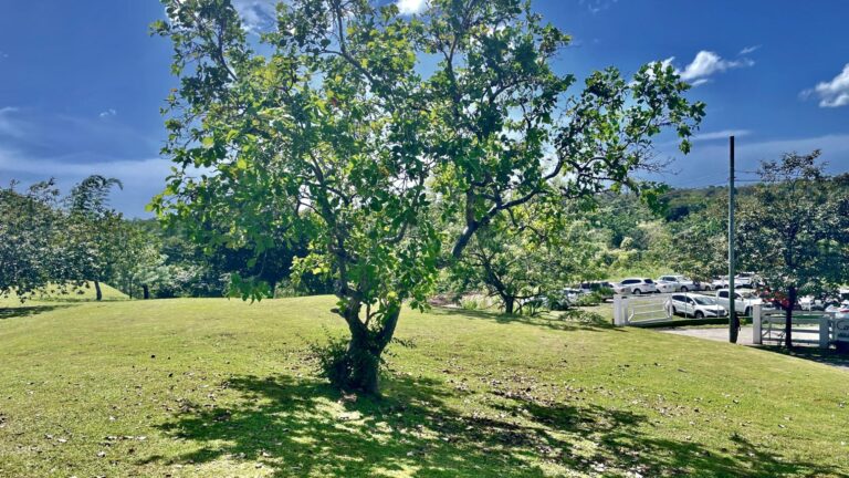 Terreno en Venta en Nueva Gorgona Panamá Oeste Panamá | $154,410 | MLS# 24902