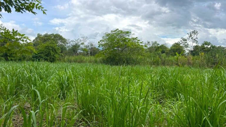 Terreno en Venta en Tinajas Chiriqui Panamá | $98,000 | MLS# 25125