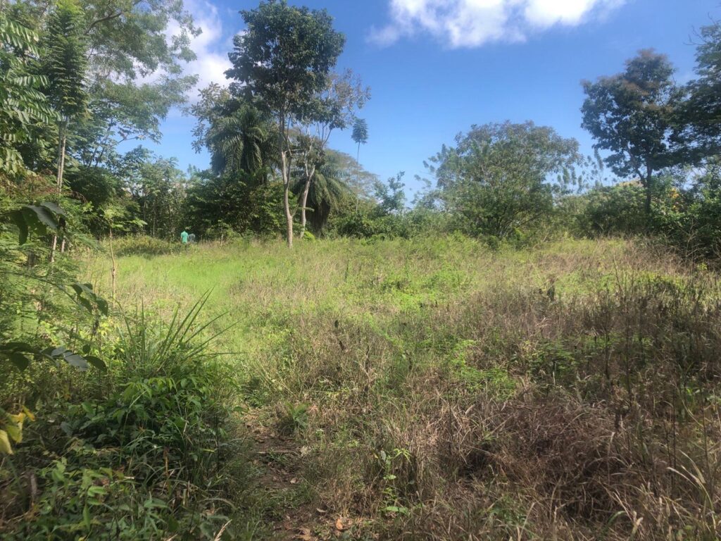 en Venta en Limones Chiriqui Panamá | $80,000 | MLS# 25297