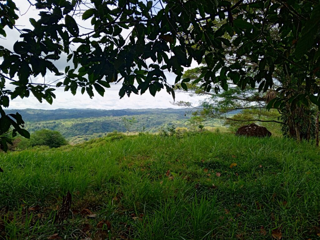 Finca de 21.7 Hectáreas en Venta en Santa Rosa, Bugaba, Chiriquí, Panamá | Tierra Agrícola y Ganadera de Alta Producción