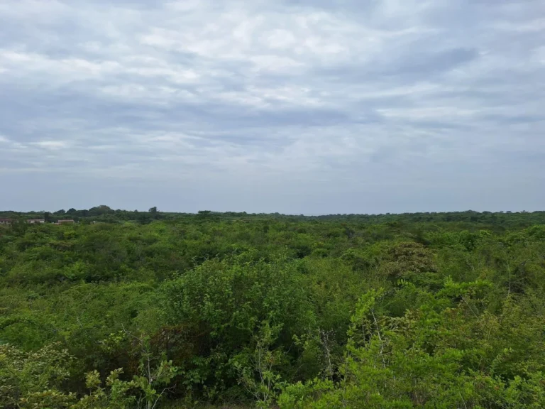Finca en Venta en Río Hato Coclé Panamá | $1,987,836 | MLS# 25366
