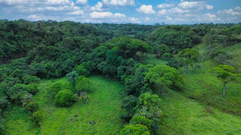 Finca en Venta en Guayabal Chiriqui Panamá | $259,295 | MLS# 25694